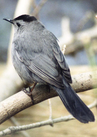 Gray Catbird