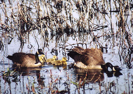 Canada Goose