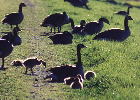 Canada Goose