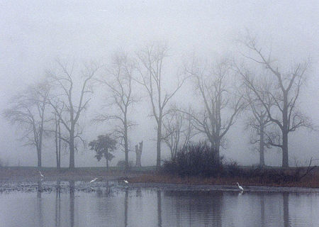 Great Egret