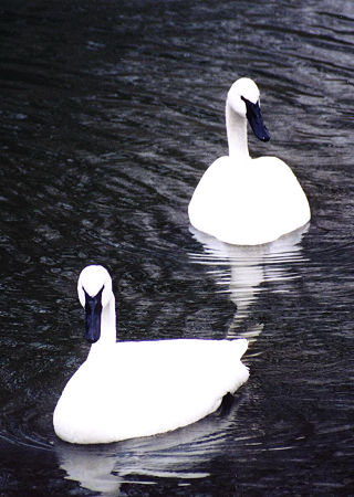 Trumpeter Swan