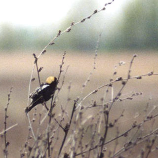 Bobolink