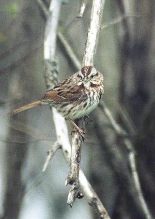 Song Sparrow