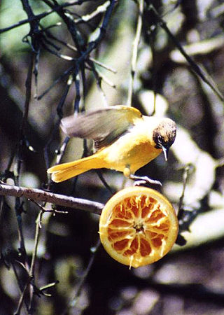 Baltimore Oriole (female)