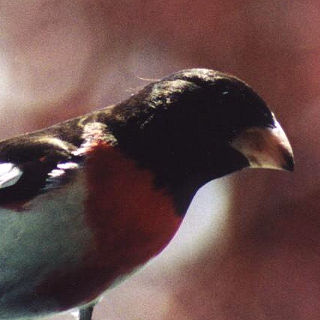 Rosebreasted Grossbeak