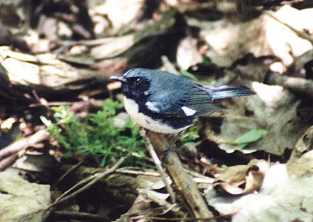 Black-throated Blue Warbler