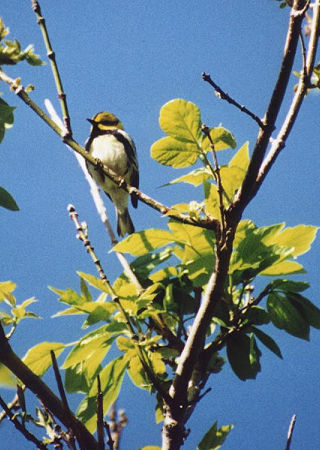 Black-throated Green Warbler