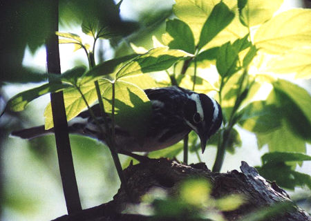 Black-and-white Warbler