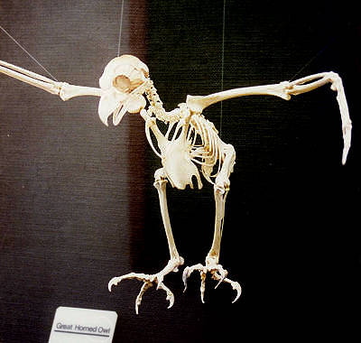 Great Horned Owl Skeleton