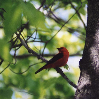 Scarlet Tanager