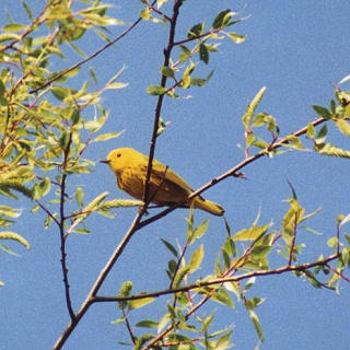 Yellow Warbler