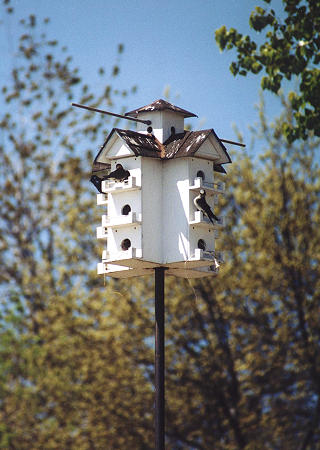 Purple Martin