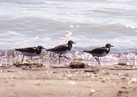 Ruddy Turnstone