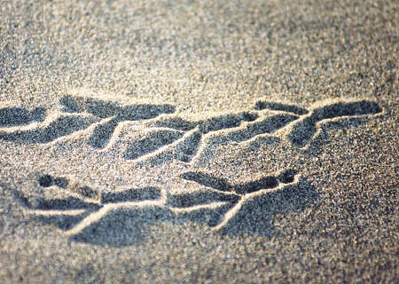 Grackle Footprints