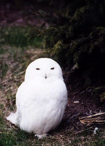 Snowy Owl