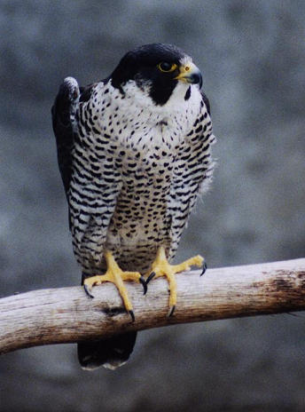 Peregrine Falcon