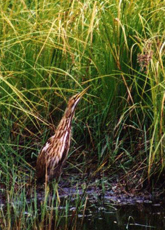 American Bittern