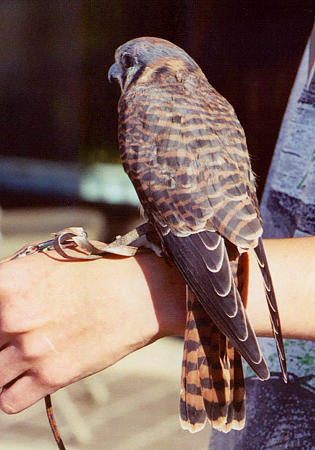 American Kestrel