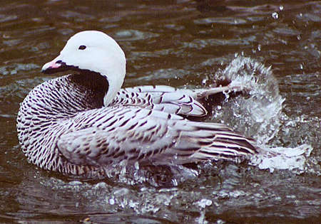 Emperor Goose