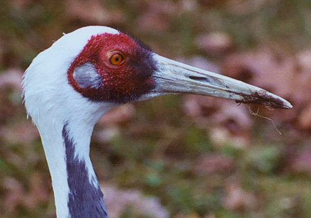 White-naped Crane