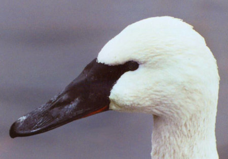 Trumpeter Swan