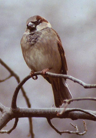 House Sparrow