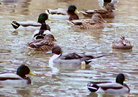 Northern Pintail & Mallards