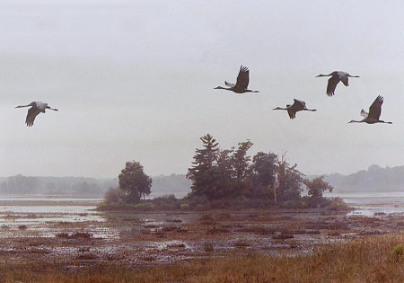 Sandhill Crane