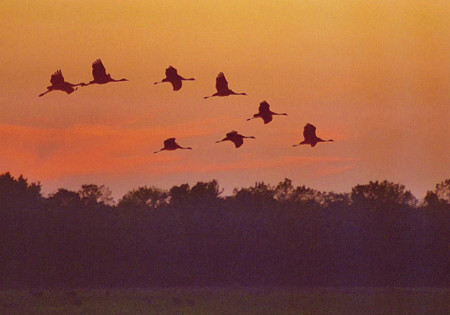 Sandhill Crane