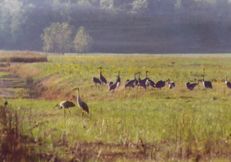 Sandhill Crane