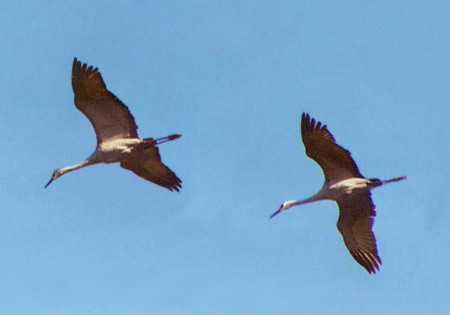 Sandhill Crane