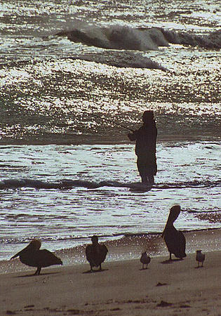 Pelicans, Terns & Fisherman...