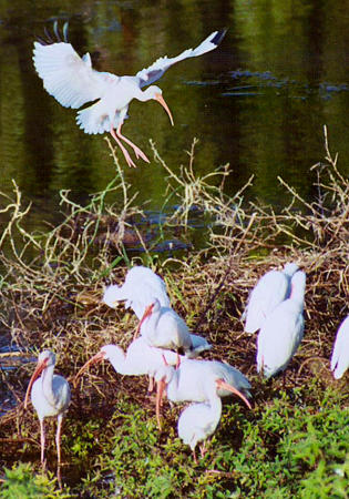 White Ibis