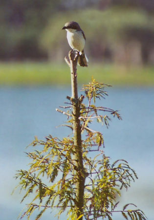 Loggerhead Shrike