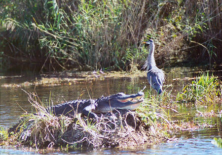 Great Blue Heron & Aligator