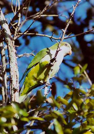 Monk Parakeet