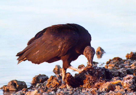 Black Vulture