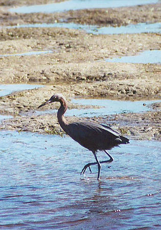 Reddish Egret