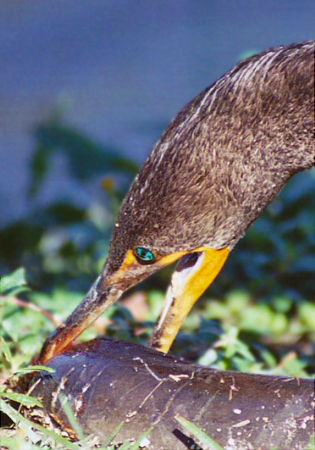 Double-crested Cormorant 