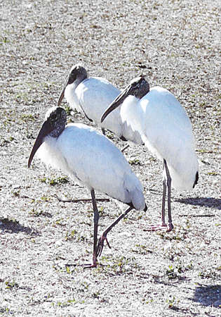 Woodstork