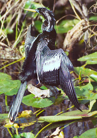 Anhinga