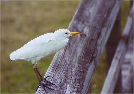 Cattle Egret