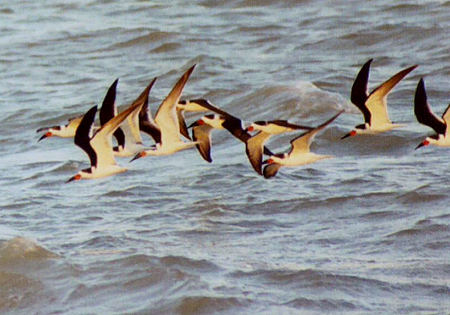 Black Skimmer