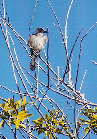 Florida Scrub-jay