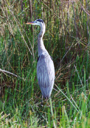 Great Blue Heron