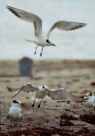 Royal Tern