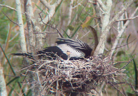 Anhinga