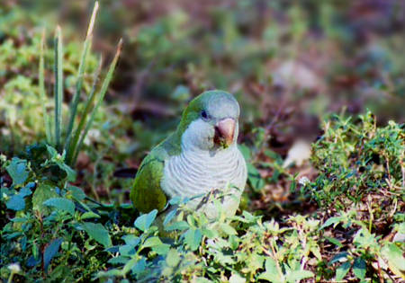 Monk Parakeet