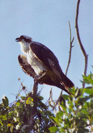 Osprey