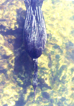 Anhinga